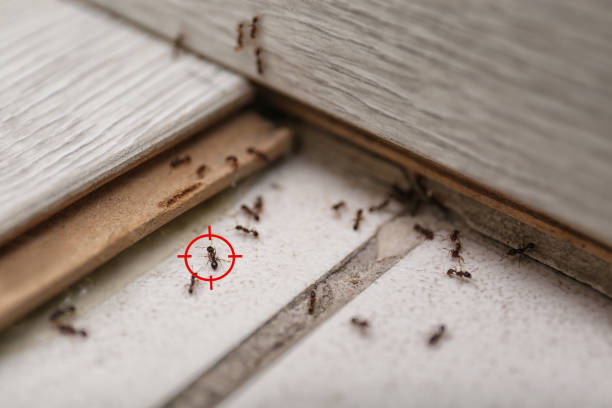 Best Emergency Pest Control  in Riverside, UT
