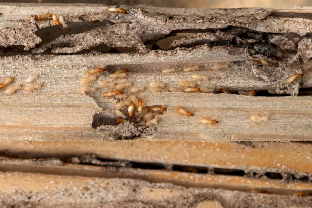 Best Residential Pest Control  in Riverside, UT